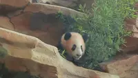 Bayi Panda Rio Kini Bisa Dikunjungi di Taman Safari Indonesia Bogor, Simak Aturan Berkunjungnya