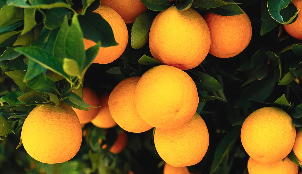 Buah jeruk juga mempunyai sifat melawan kanker. Buah jeruk kaya akan kandungan vitamin C, beta karoten, dan asam folat yang membantu dalam menghindari kanker. (Istimewa)