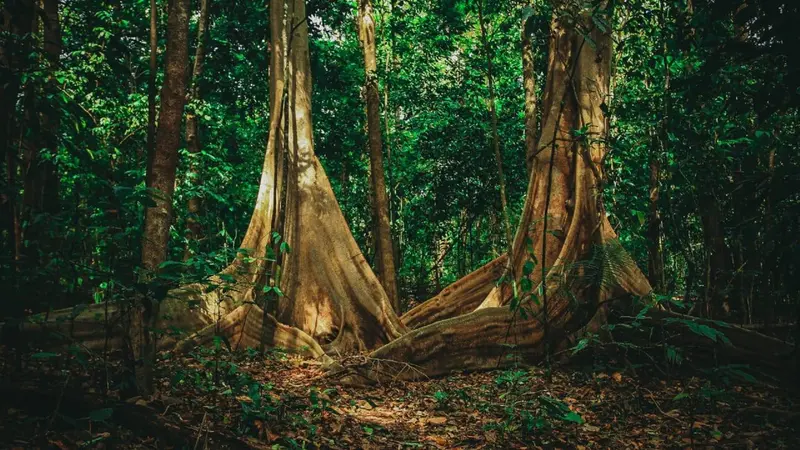 Cagar Alam Tangkoko