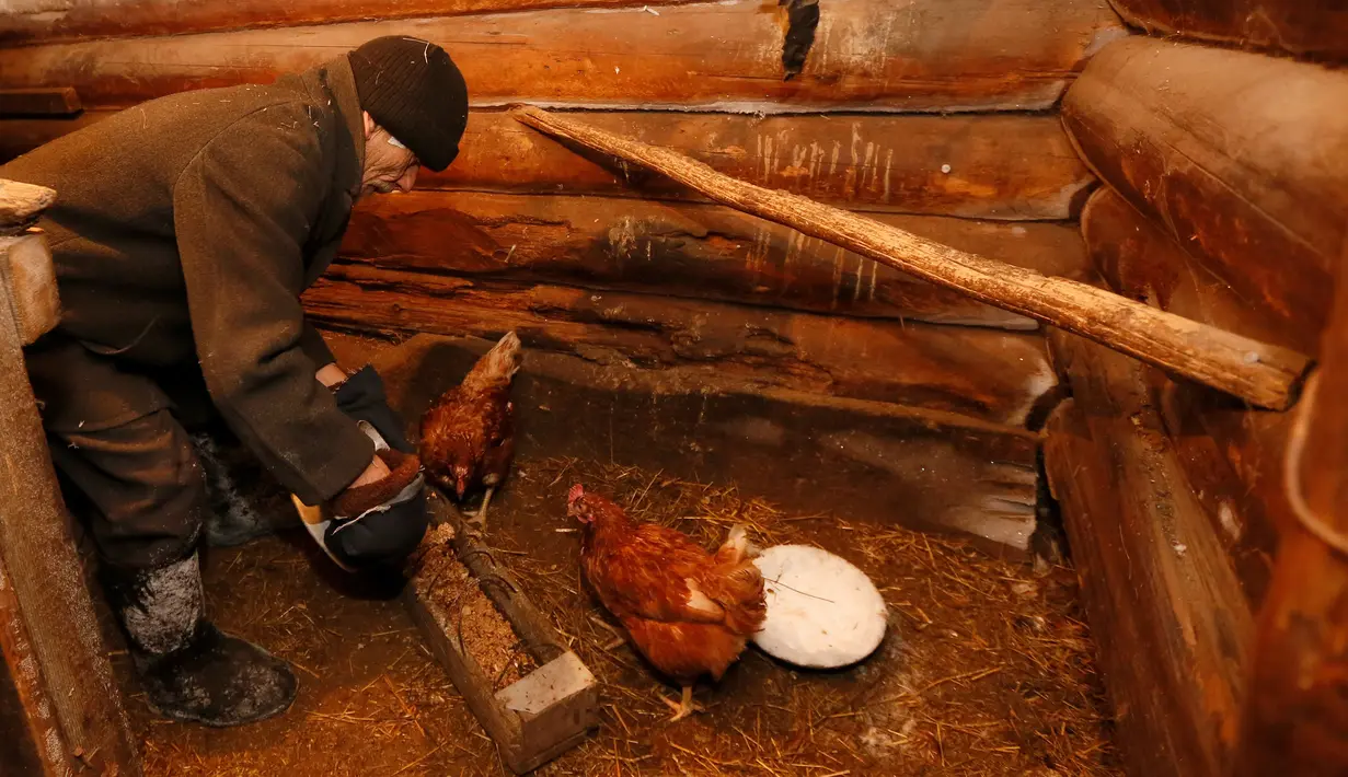 Mikhail Baburin (66) memberi makan ayam peliharaanya di belakang rumahnya di desa Mikhailovka, Siberia, 5 Desember 2016. Mikhail Baburin tinggal bersama hewan-hewan lokal di desanya. (REUTERS/Ilya Naymushin)