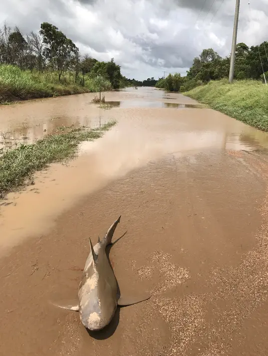 Hiu banteng mati terdampar di salah satu ruas jalan seusai topan Debbie menghantam kawasan timur laut Australia, Kamis (30/3). Belum jelas bagaimana hiu sepanjang 1,5 meter yang habitatnya berada di laut itu bisa tersapu banjir. (Lisa Smith via AP)