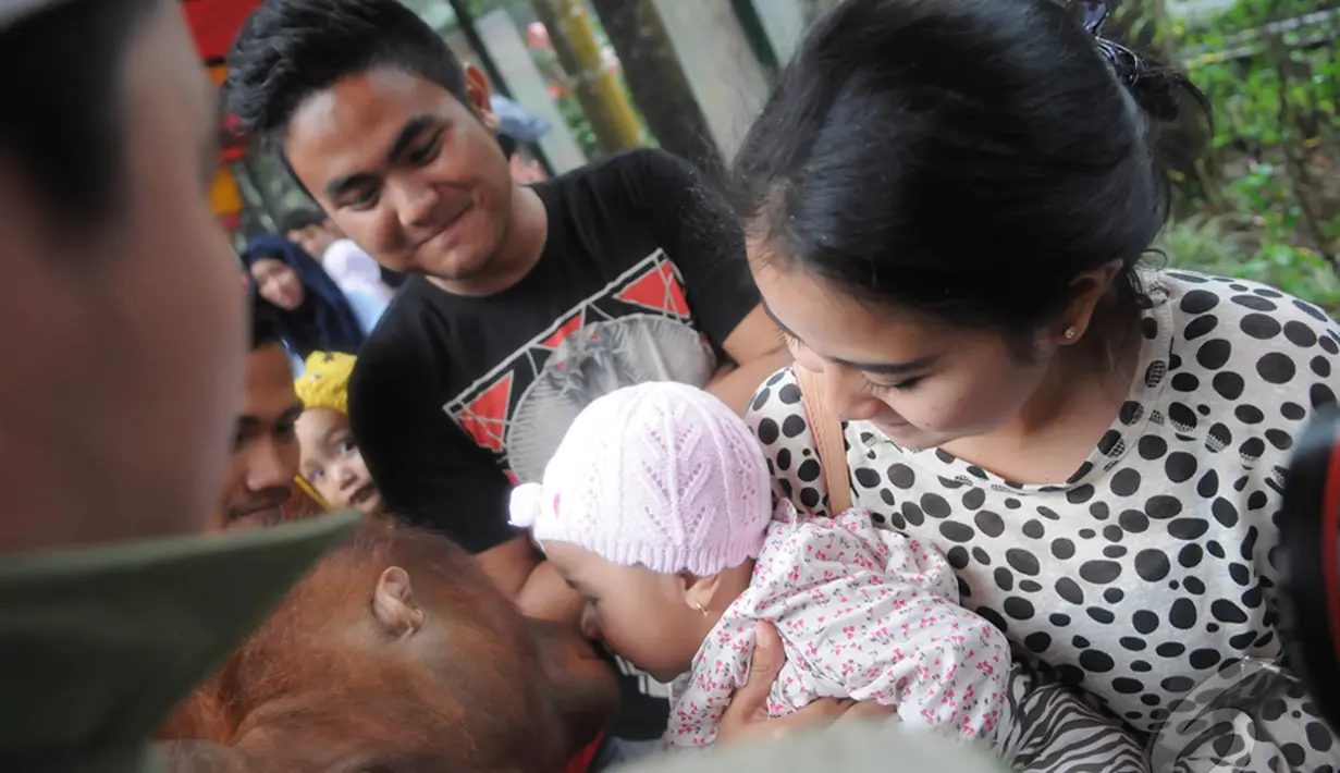 Libur panjang perayaan Natal dan Tahun baru 2015,  sejumlah wisatawan lokal memadati Taman Safari Indonesia, Bogor,  (25/12/14). Tampak, seorang balita  mencium orang hutan di Taman Safari Indonesia, Bogor. (Liputan6.com/Herman Zakharia)