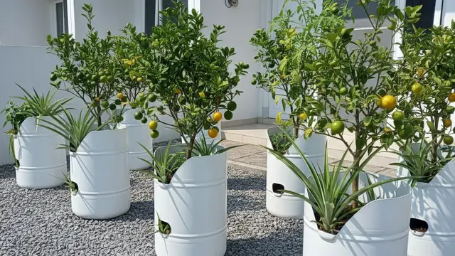 Ide Desain Kebun Buah Mini untuk Rumah Subsidi Type 27. AI