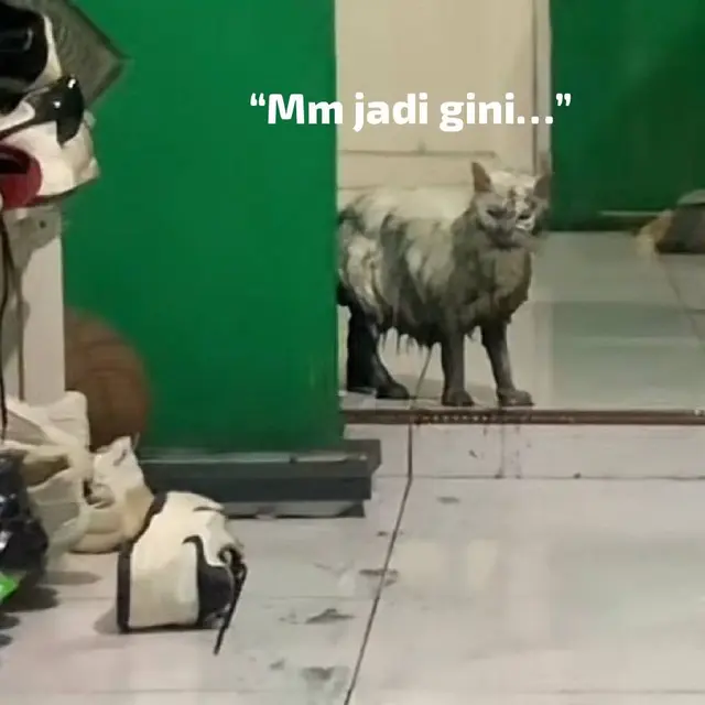 6 Meme Kucing Usai Kecebur Got Kocak, Pemilik Hanya Bisa Elus Dada