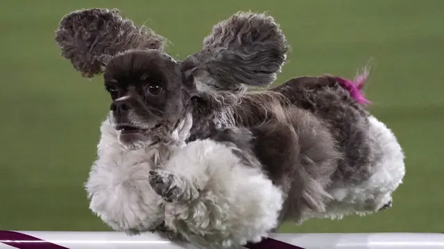 FOTO: Anjing-Anjing Menggemaskan Tampil di Westminster Kennel Club Dog Show