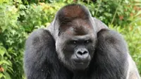 Lihat gaya gorila jantan yang satu ini? Ketajaman matanya membuat pengunjung kebun binatang mengidolakannya