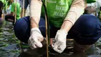 Karyawan PT Indofood Sukses Makmur Tbk menanam pohon bakau di Pesisir Merunda, Jakarta Utara, Sabtu (4/8). Kegiatan menanam 2000 batang pohon digelar dalam rangka menyambut hari Mangrove sedunia. (Liputan6.com/HO/Eko)