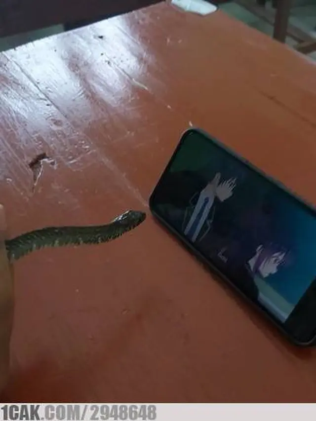 6 Momen Ular Bertingkah Bak Manusia, Nonton Anime Hingga Minum Kopi