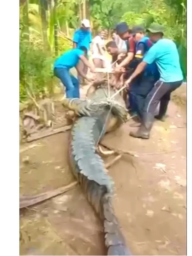 Viral Evakuasi Buaya Raksasa 5,7 Meter di Inhil Riau, Libatkan Puluhan Warga