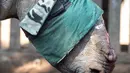 Seekor badak tanpa cula saat akan diberi pengobatan di Bela Bela, Johannesburg, Afrika Selatan (20/5). Badak tersebut korban para pemburu liar yang mengincar cula badak. (AFP Photo/Mujahid Safodien)