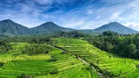 BRIN: Subak Bali jadi Contoh Global Pertanian Berkelanjutan
