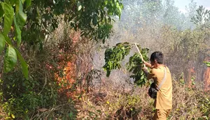 Petugas memadamkan kebakaran yang terjadi di forest city Pemprov Kalsel di Banjarbaru, Senin (21/8/2023). (Liputan6.com/ist)