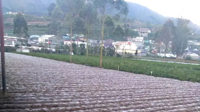 Embun es menyelubungi lahan pertanian kentang dan sayuran lain di Dieng, Jawa Tengah. (Foto: Liputan6.com/Muhamad Ridlo)