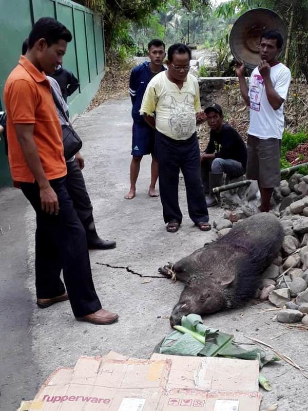 Warga Grantung, Karangmoncol, Purbalingga berhasil menangkap dua ekor celeng atau babi hutan dalam perburuan, Minggu, 8 September 2019. (Foto: Liputan6.com/Kominfo PBG/Muhamad Ridlo)