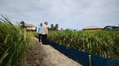 Prabowo: Kita Tidak Akan Swasembada Satu Tahun, Tapi Seterusnya!