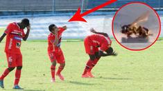 Video serangan lebah yang marah hingga hentikan pertandingan liga sepak bola antara River Plate dan Aucas di Ekuador.