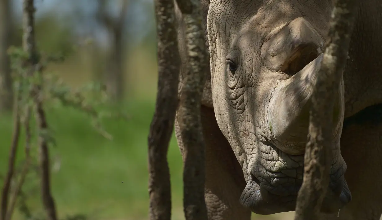 Satu-satunya pejantan dari tiga badak putih terakhir di dunia bernama Sudan saat berada di kandangnya, Nanyuki, Kenya, 5 Desember 2016. Tim dokter hewan terpaksa menyuntik mati Sudan karena mengalami berbagai komplikasi penyakit. (Tony KARUMBA/AFP)
