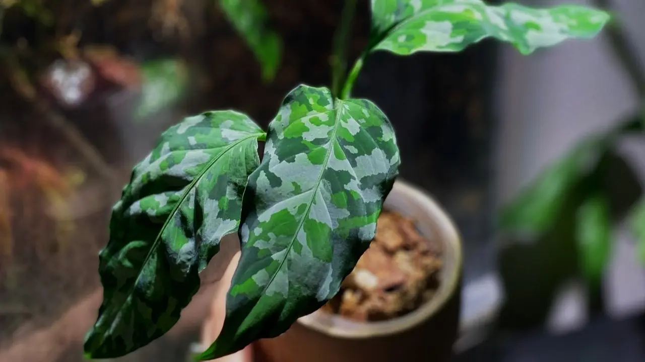 Tanaman Hias dengan Daun Mirip Lukisan yang Cocok Jadi Koleksi