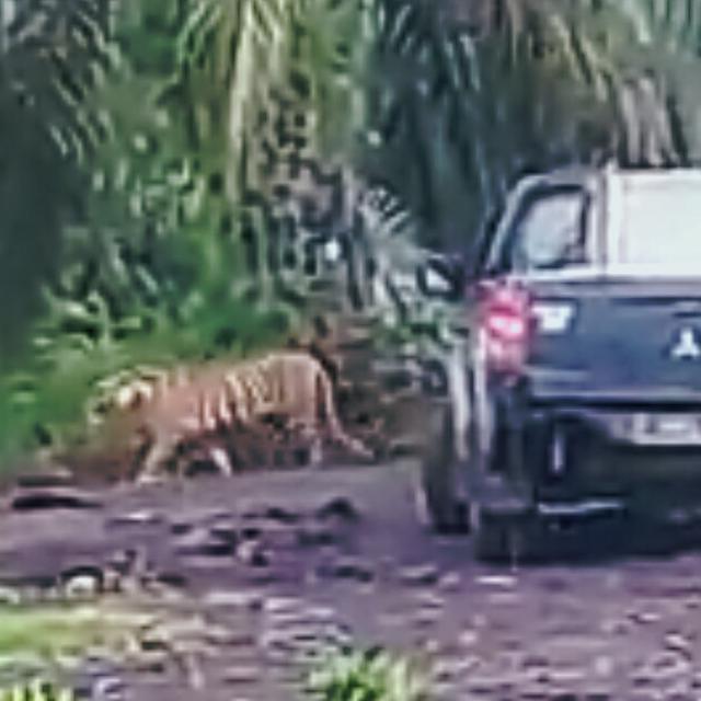 Download 780 Background Hijau Harimau HD Terbaru