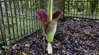 Bunga bangkai atau Amorphophallus Titanium Becc yang berada di Kebun Raya Cibodas mekar sempurna pada hari ini, Sabtu (8/7/2023). (Liputan6.com/Achmad Sudarno)