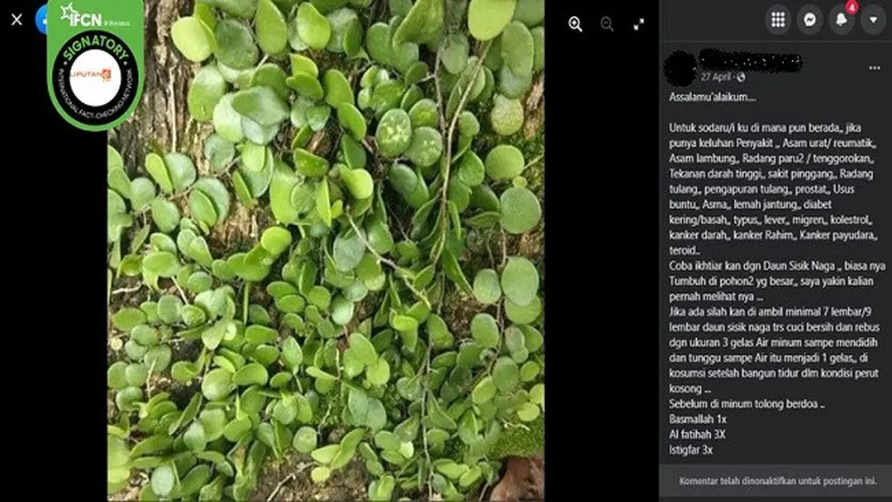 Gambar Tangkapan Layar Minum Air Rebusan Daun Sisik Naga Bisa Sembuhkan Berbagai Penyakit (sumber: Facebook).