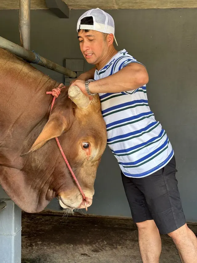 7 Potret Wariso, Sapi Kurban Jumbo Milik Irfan Hakim yang Curi Perhatian