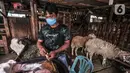 Pedagang hewan kurban memberi makan kambing di Pasar Kambing, Tanah Abang, Jakarta, Selasa (6/7/2021). Pedagang di Pasar Kambing mengungkapkan penjualan hewan kurban tahun ini mengalami penurunan akibat diberlakukannya PPKM Darurat. (merdeka.com/Iqbal S. Nugroho)
