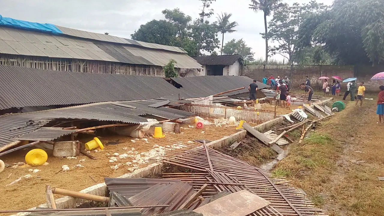 Puting Beliung Landa Pakisjajar Malang, Ribuan Ekor Ayam Tertimpa Kandang