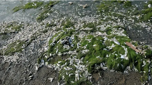Peneliti Utama Balitbang Kelautan Perikanan, Kementerian Kelautan dan Perikanan (KKP), Sri Murnihartati menduga ribuan ikan yang mati terdampar di bibir Pantai Ancol, Jakarta Utara, disebabkan ledakan perkembangbiakan fitoplankton.  Fitoplankton, jelas Sr