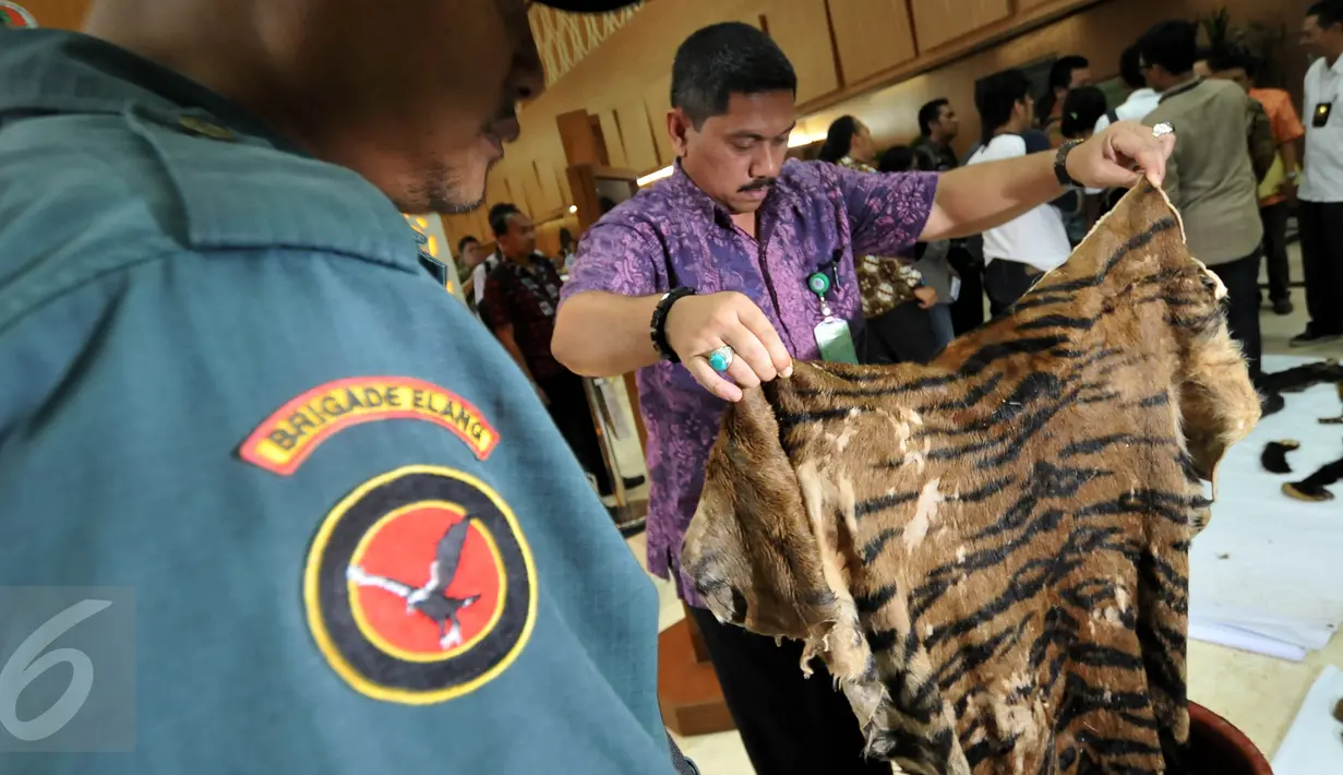 Petugas Kementerian Lingkungan Hidup dan Kehutanan (KLHK) menunjukkan kulit harimau saat menggelar barang bukti perdagangan hewan langka dan dilindungi di kantor KLHK, Jakarta, Jumat (15/1). (Liputan6.com/Johan Tallo)