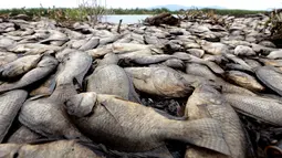 Pemerintah setempat sedang melakukan penelitian untuk menentukan penyebab kematian massal ikan di sungai Santiago dan berupaya mencegah infeksi di kota-kota di sekitarnya. (ULISES RUIZ / AFP)