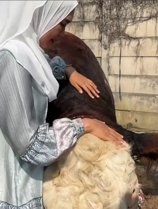 Saat seorang pria menyarankan untuk mundur, Ricis meyakinkan bahwa sapi tersebut baik dan tak akan melukainya. Terbukti, hingga sapi tersebut mau disembelih, tidak berontak dengan Ria Ricis. [Instagram/riaricis1795]