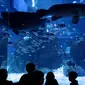 Anak - anak sekolah melihat ikan di dalam aquarium saat peresmian Jakarta Aquarium di Neo Soho, Jakarta, Selasa (16/10). Taman Safari Indonesia bekerjasama dengan Aquaria resmi membuka Jakarta Aquarium. (Liputan6.com/Johan Tallo)