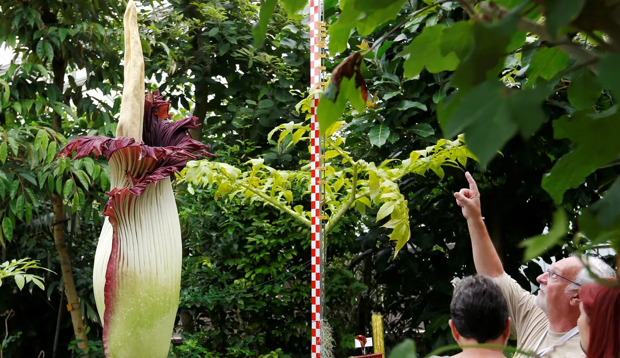Sejumlah pengunjung memperhatikan bunga bangkai Titan Arum asal Sumatera, yang dipamerkan di taman botani, Brussels, Belgia, Kamis (28/7). Bunga bernama latin 'Amorphophallus titanum' itu menyedot perhatian wisatawan di sana. (REUTERS/Francois Lenoir)