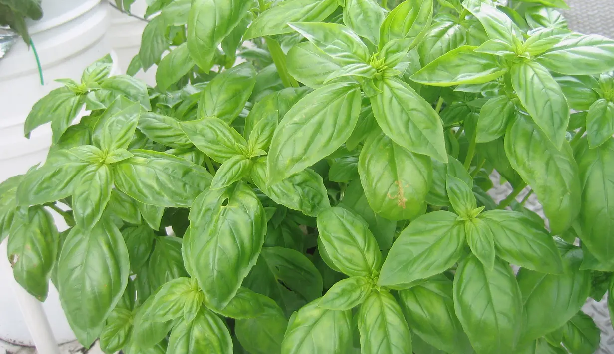 Komedo yang mengganggu bisa diobati dengan daun basil. Caranya, hanya perlu membasahi sisi atas daun lalu letakkan di sisi hidung selama 6 menit. Ketika daun mengering, lepas dan bilas wajah. (Istimewa)
