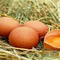 Ilustrasi telur (Sumber: Pixabay/Couleur)