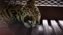 Seekor macan tutul liar membuat heboh pengunjung dan pegawai salah satu penginapan di Jalan Padasaluyu, Kecamatan Sukasari, Kota Bandung, Senin (6/10/2025) pagi. (Timur Matahari/AFP)