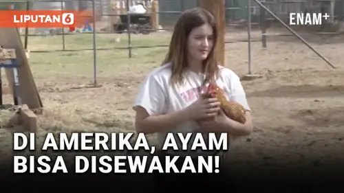  Siasati Kelangkaan Telur, Warga Amerika Pelihara atau Sewa Ayam