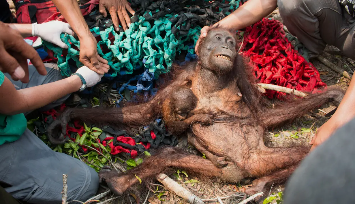 Bayi orangutan memegang ibunya yang kurang gizi usai diselamatkan tim International Animal Rescue di desa Kuala Satong, Kalimantan Barat (10/11). Orangutan dan bayinya melarikan diri dari amukan api yang menghancurkan habitatnya. (AFP PHOTO/Heribertus)