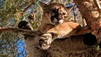 Seekor singa gunung ditemukan di atas pohon halaman belakang sebuah rumah di San Bernardino County, California, 16 Februari 2019. Singa itu bertengger di cabang setinggi sekitar 15 meter. (Rick Fischer/California Department of Fish & Wildlife via AP)