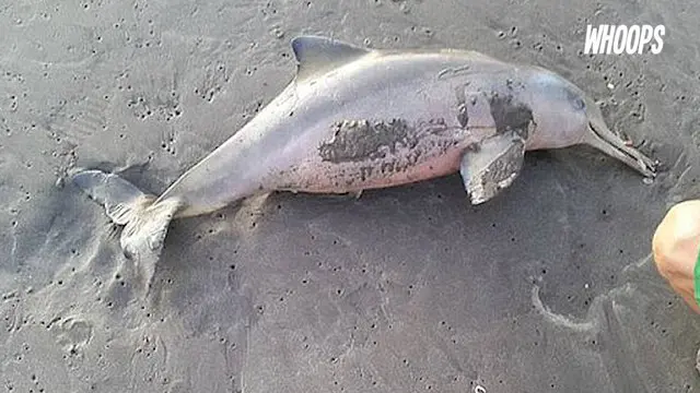 Bayi lumba-lumba yang terdampar malah diambil untuk selfie hingga mati dehidrasi.