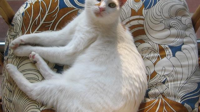 Japanese Bobtail