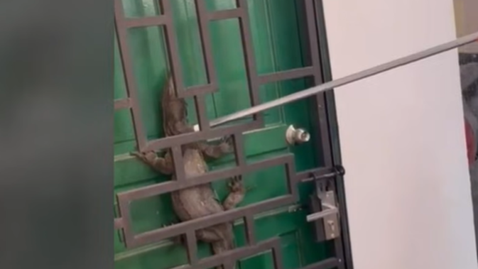 ASN di Kepri Kocar-kacir Saat Masuk Kantor Disambut Biawak Terjepit Pintu