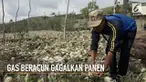 Tidak hanya meracuni puluhan warga, paparan gas beracun dari Kawah Ijen ternyata juga berdampak pada lahan pertanian.