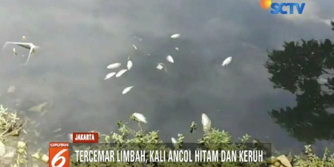 Ikan Mati di Kali Ancol Diduga karena Limbah