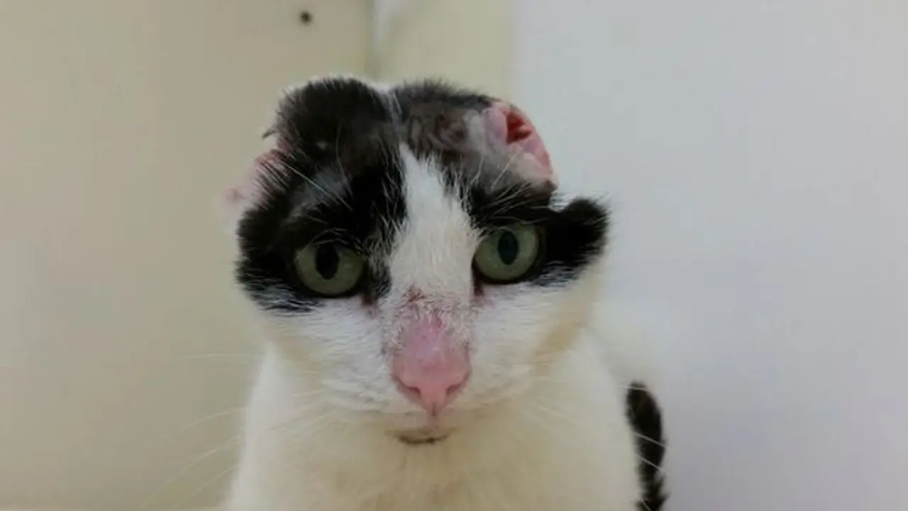 Alami Tumor, Kucing Ini Terpaksa Hidup Tanpa Telinga Lengkap