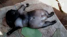 Warga Sumenep digemparkan dengan kelahiran seekor anak kambing yang memiliki muka mirip manusia.