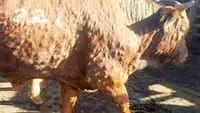 Ilustrasi Sapi terjangkit virus Lumpy Skin Disease (LSD) atau dalam istilah lain penyakit Lato- lato (Istimewa)