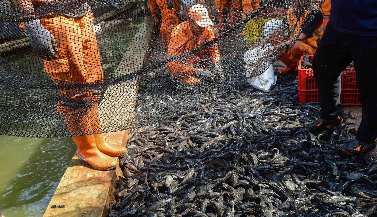 Operasi penangkapan ikan sapu-sapu di Setu Babakan berlangsung selama tiga jam. Terhitung mulai pukul 08.00 hingga 11.00 WIB. Tampak dalam foto, Petugas Penanganan Prasarana dan Sarana Umum (PPSU) memindahkan ikan sapu-sapu dari jaring di kawasan Setu Babakan, Jakarta Selatan, Jumat (17/4/2026). (merdeka.com/Arie Basuki)