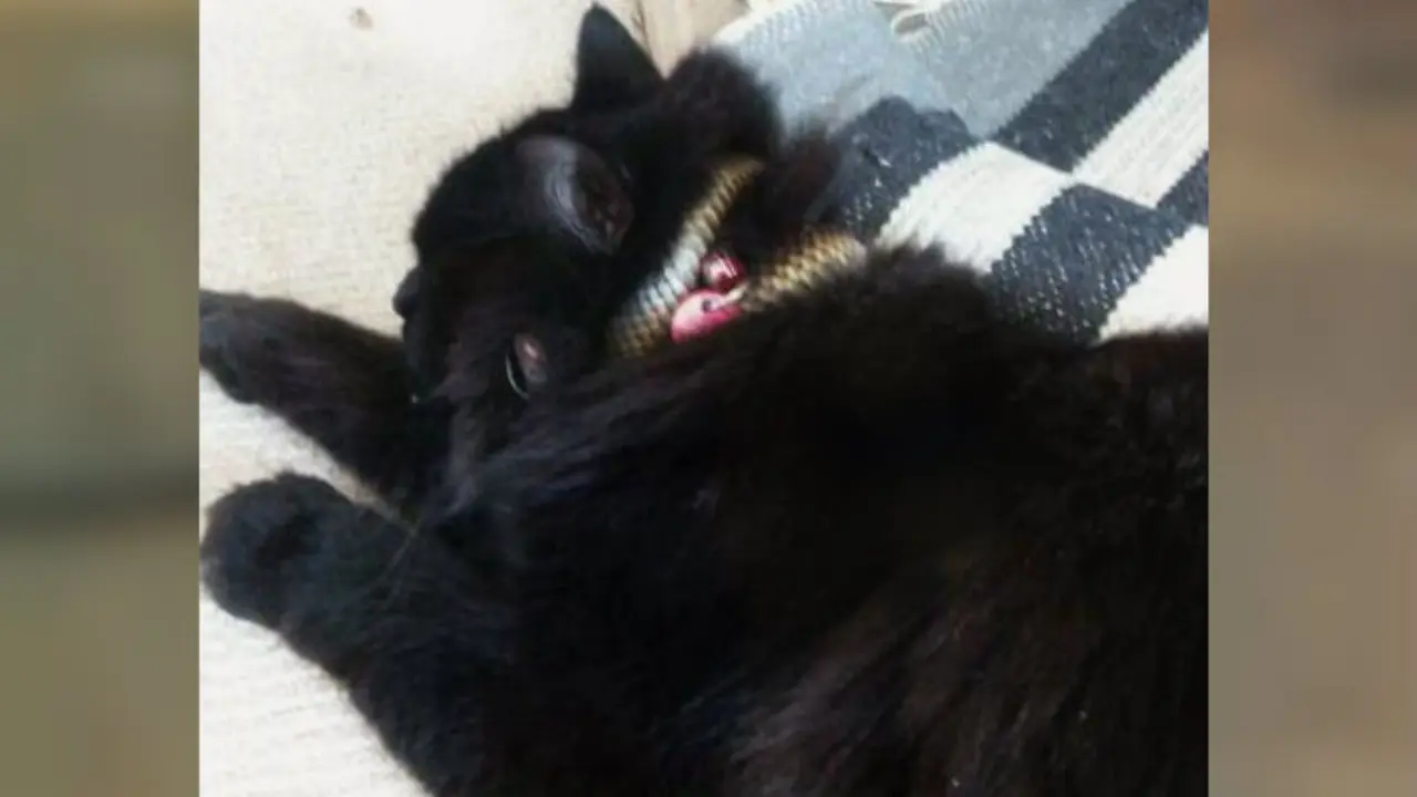 Ular melilit leher seekor kucing di Australia (Facebook/Snake Catcher Victoria Australia)